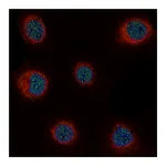 Atlas Antibodies Anti-CCND1 Antibody