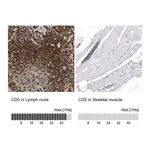 Atlas Antibodies Anti-CD5 Antibody