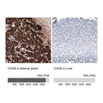 Atlas Antibodies Anti-CHGB Antibody
