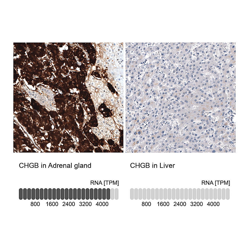 Atlas Antibodies Anti-CHGB Antibody