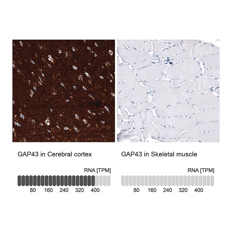 Atlas Antibodies Anti-GAP43 Antibody