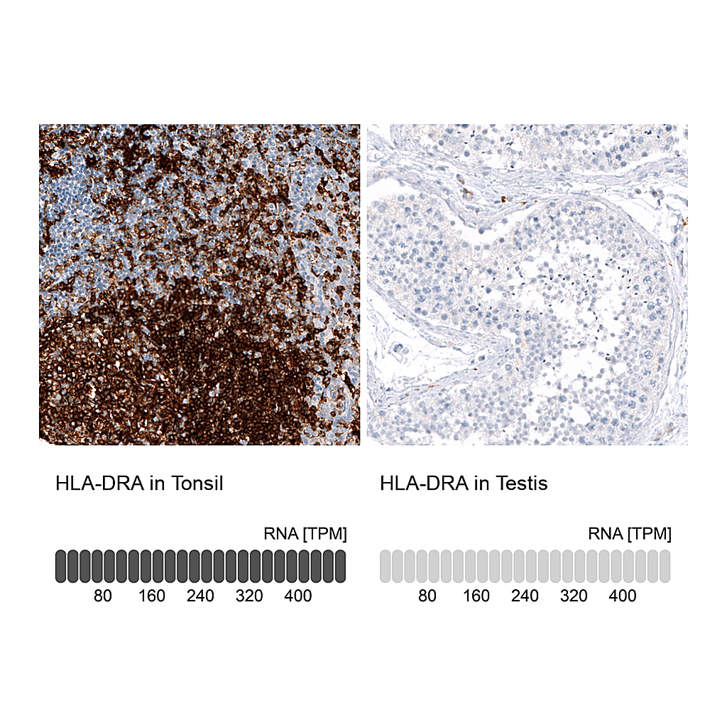 Atlas Antibodies Anti-HLA-DRA Antibody