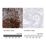 Atlas Antibodies Anti-HLA-DRA Antibody