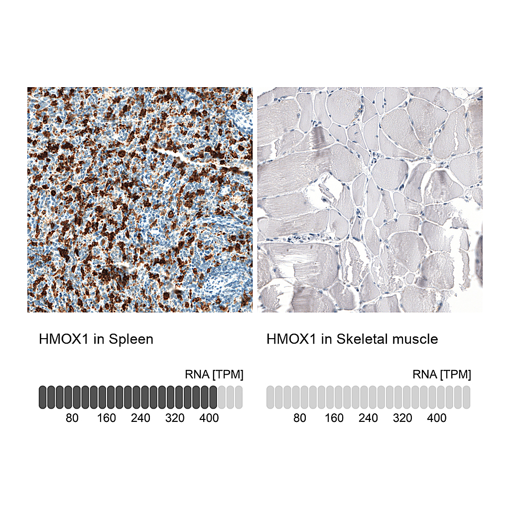 Atlas Antibodies Anti-HMOX1 Antibody