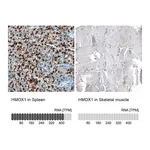 Atlas Antibodies Anti-HMOX1 Antibody