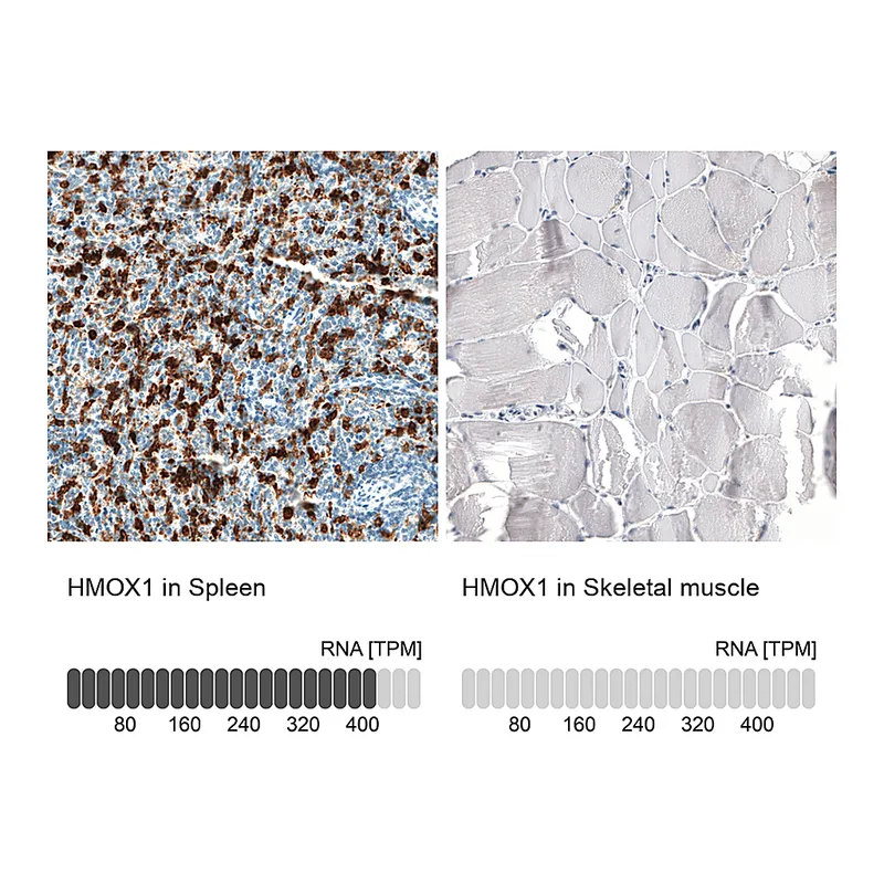 Atlas Antibodies Anti-HMOX1 Antibody