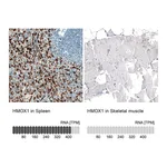 Atlas Antibodies Anti-HMOX1 Antibody