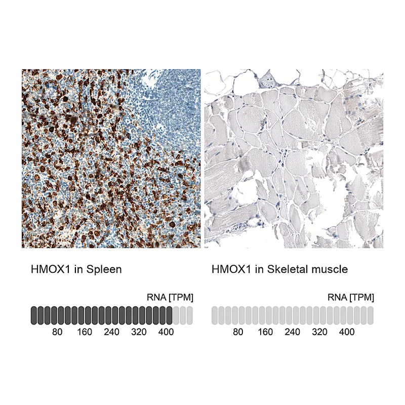 Atlas Antibodies Anti-HMOX1 Antibody