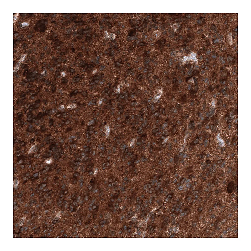Atlas Antibodies Anti-ID1 Antibody