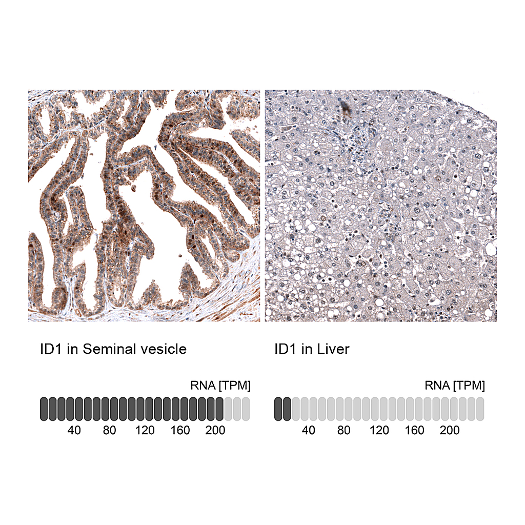 Atlas Antibodies Anti-ID1 Antibody
