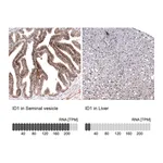 Atlas Antibodies Anti-ID1 Antibody