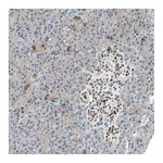 Atlas Antibodies Anti-INSM1 Antibody