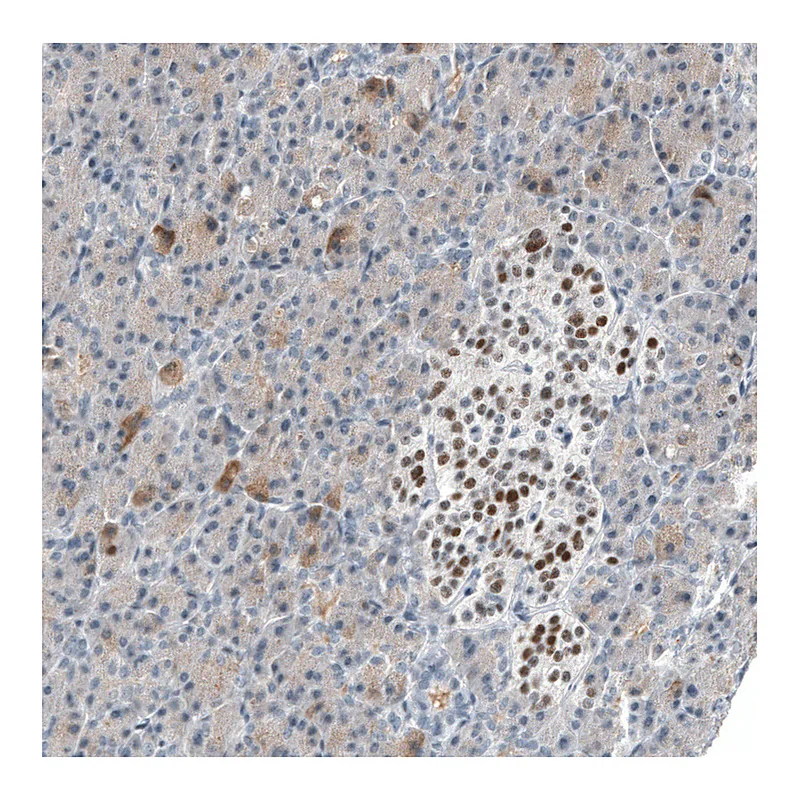Atlas Antibodies Anti-INSM1 Antibody