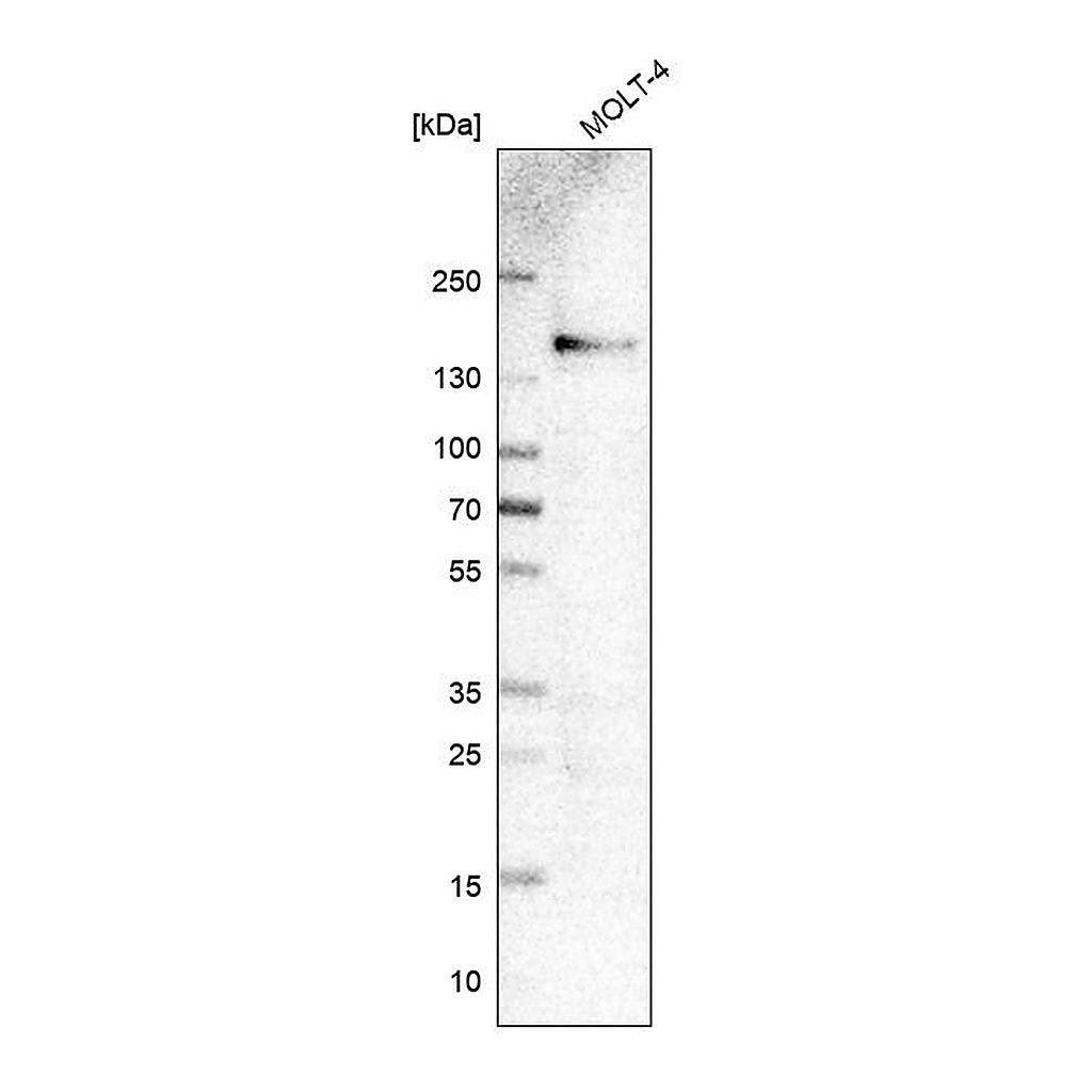 Atlas Antibodies Anti-ITGA4 Antibody