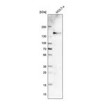 Atlas Antibodies Anti-ITGA4 Antibody