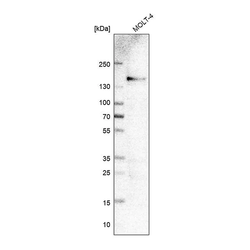 Atlas Antibodies Anti-ITGA4 Antibody