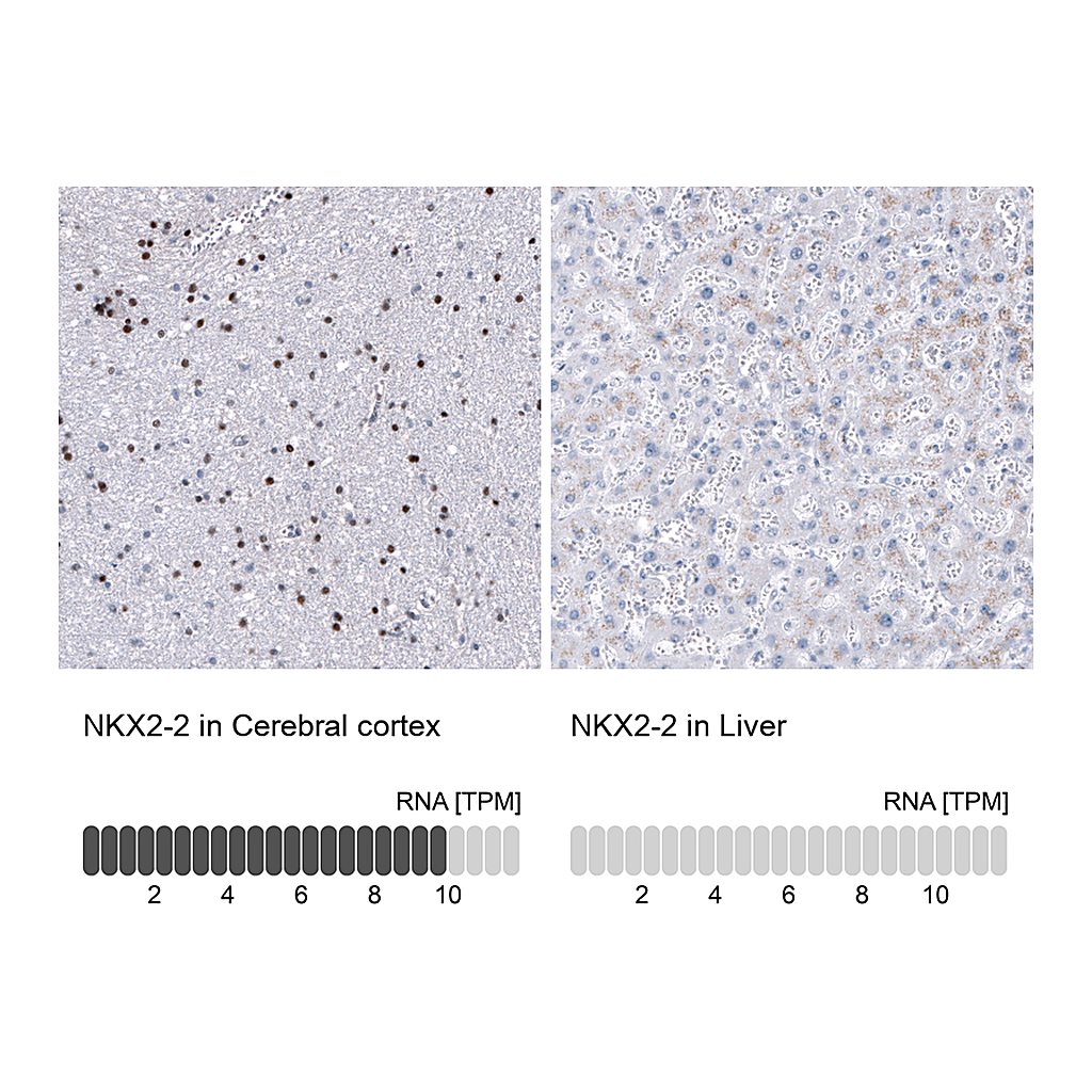 Atlas Antibodies Anti-NKX2-2 Antibody