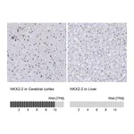 Atlas Antibodies Anti-NKX2-2 Antibody
