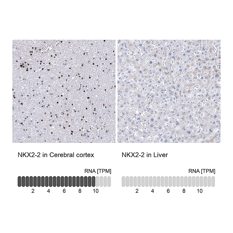 Atlas Antibodies Anti-NKX2-2 Antibody