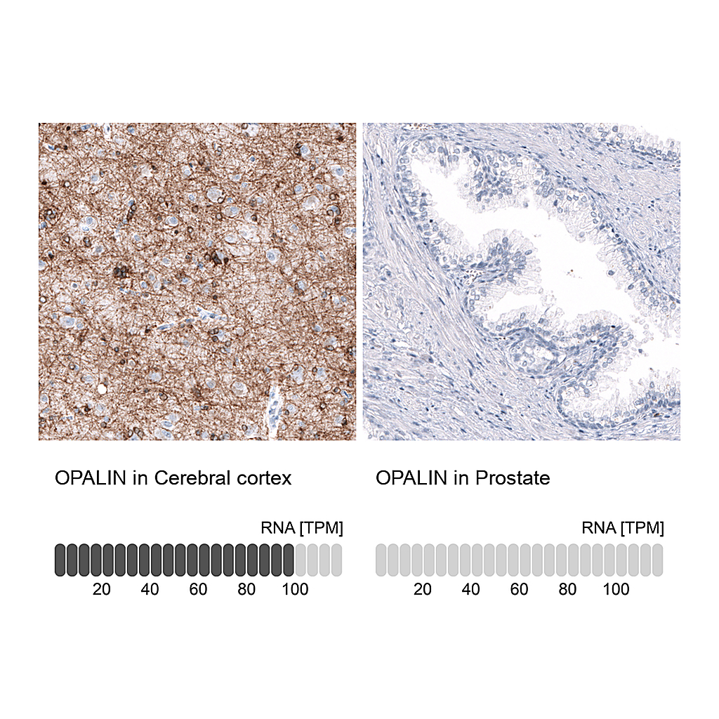 Atlas Antibodies Anti-OPALIN Antibody