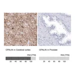Atlas Antibodies Anti-OPALIN Antibody