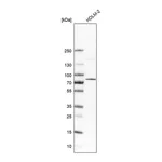 Atlas Antibodies Anti-RIPK1 Antibody