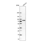 Atlas Antibodies Anti-RIPK1 Antibody