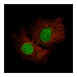 Atlas Antibodies Anti-SALL4 Antibody