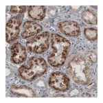Atlas Antibodies Anti-ACAA1 Antibody