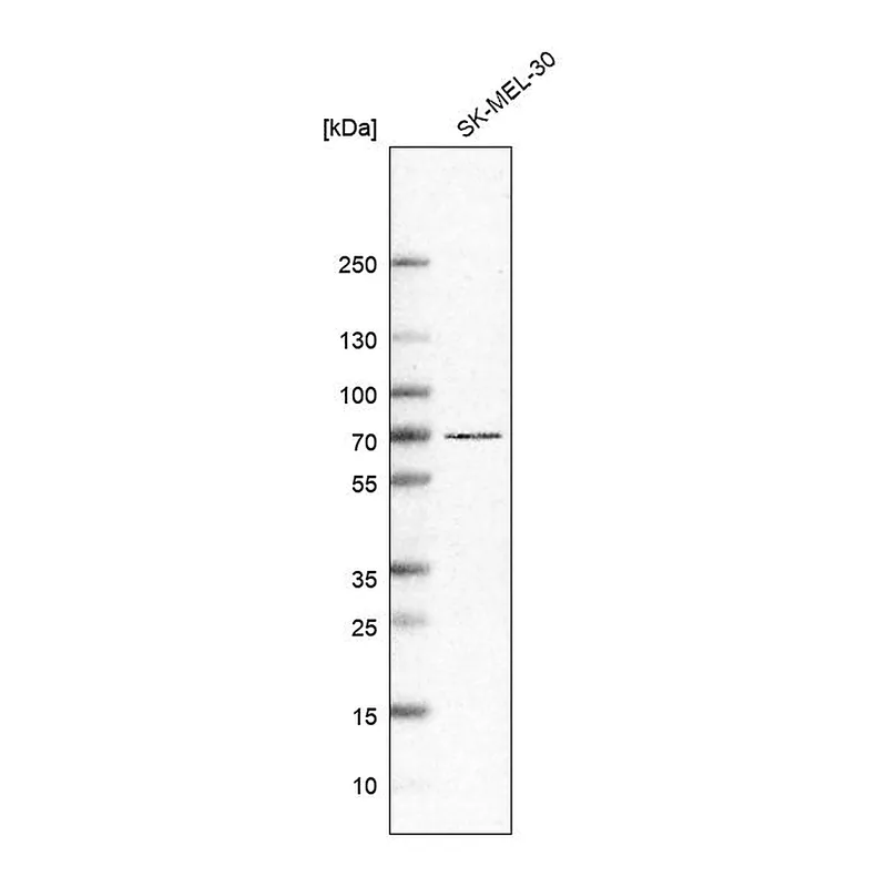 Atlas Antibodies Anti-ADGRG3 Antibody