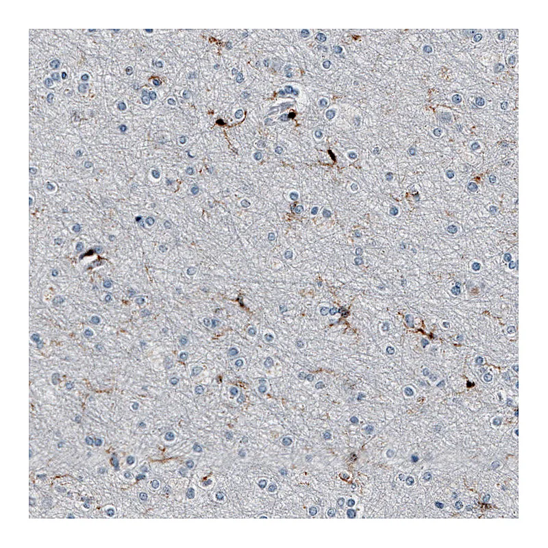 Atlas Antibodies Anti-AIF1 Antibody