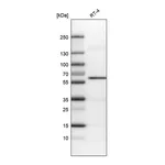 Atlas Antibodies Anti-AKT1 Antibody