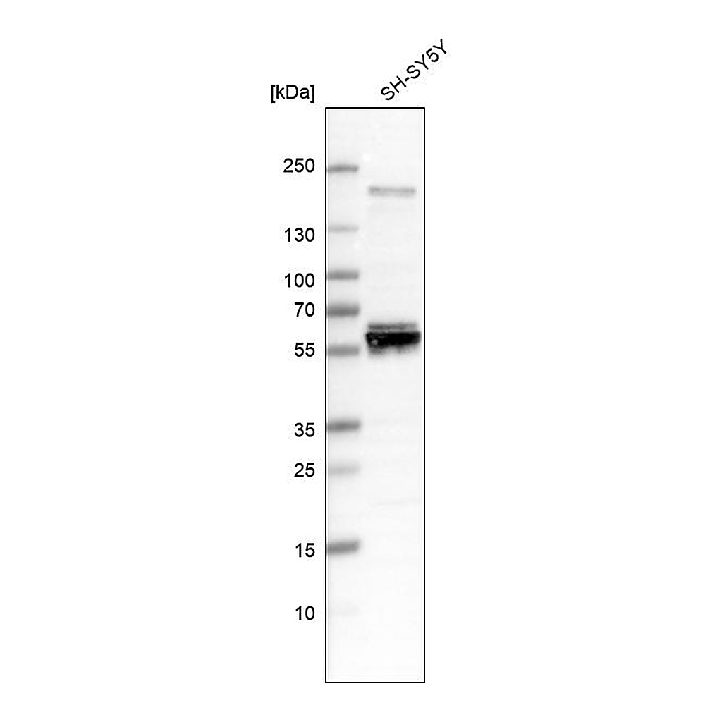 Atlas Antibodies Anti-AMIGO3 Antibody