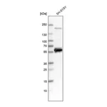 Atlas Antibodies Anti-AMIGO3 Antibody