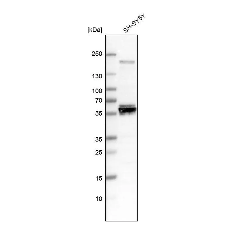 Atlas Antibodies Anti-AMIGO3 Antibody
