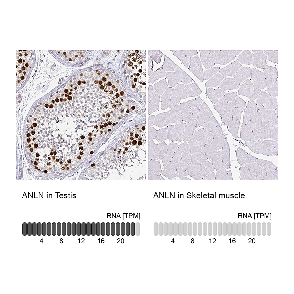 Atlas Antibodies Anti-ANLN Antibody