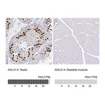 Atlas Antibodies Anti-ANLN Antibody