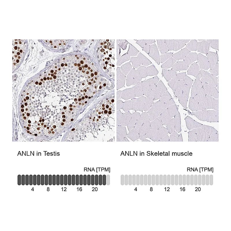 Atlas Antibodies Anti-ANLN Antibody