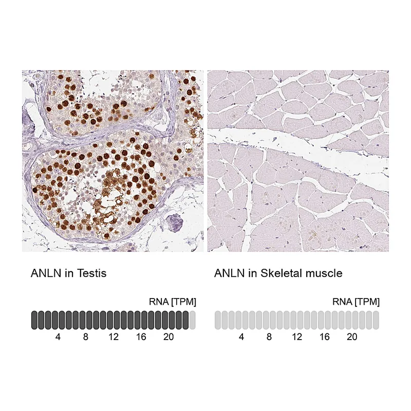 Atlas Antibodies Anti-ANLN Antibody