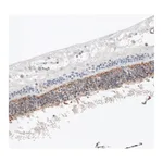 Atlas Antibodies Anti-ANO2 Antibody