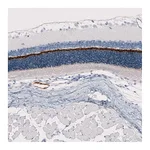 Atlas Antibodies Anti-ANO2 Antibody