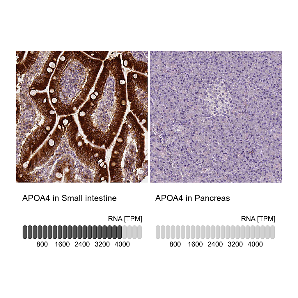 Atlas Antibodies Anti-APOA4 Antibody