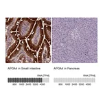 Atlas Antibodies Anti-APOA4 Antibody