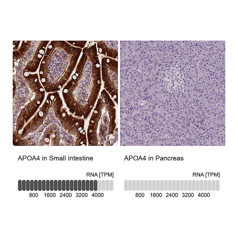 Atlas Antibodies Anti-APOA4 Antibody