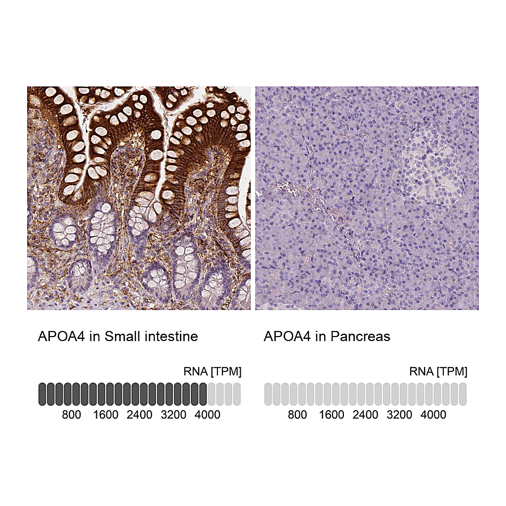 Atlas Antibodies Anti-APOA4 Antibody