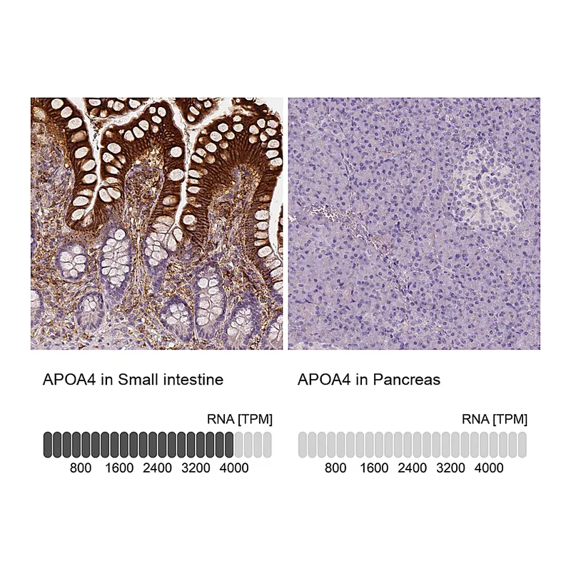 Atlas Antibodies Anti-APOA4 Antibody