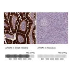 Atlas Antibodies Anti-APOA4 Antibody