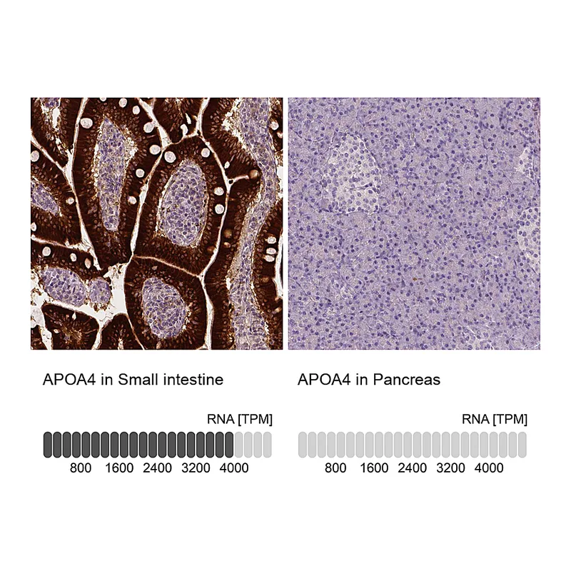 Atlas Antibodies Anti-APOA4 Antibody
