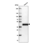 Atlas Antibodies Anti-APOL1 Antibody