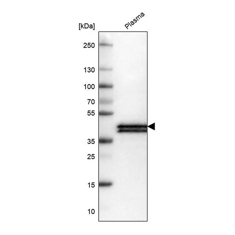 Atlas Antibodies Anti-APOL1 Antibody